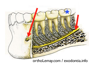 Innervation de la mandibule et du menton par le nerf dentaire inférieur
