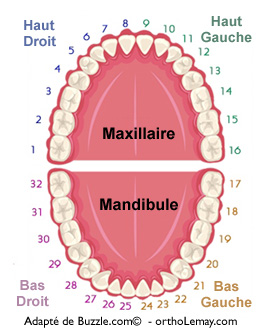 Système de numérotation dentaire universel. Orthodontie et dentisterie
