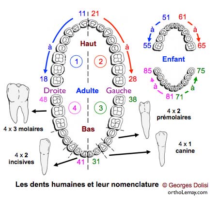Anatomy Of A Tooth And Function Of Teeth Anatomy Of A Tooth And Function Of Teeth