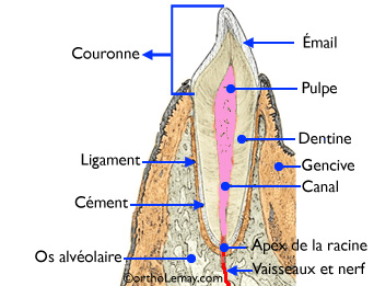 Diagramme de l'anatomie d'une dent