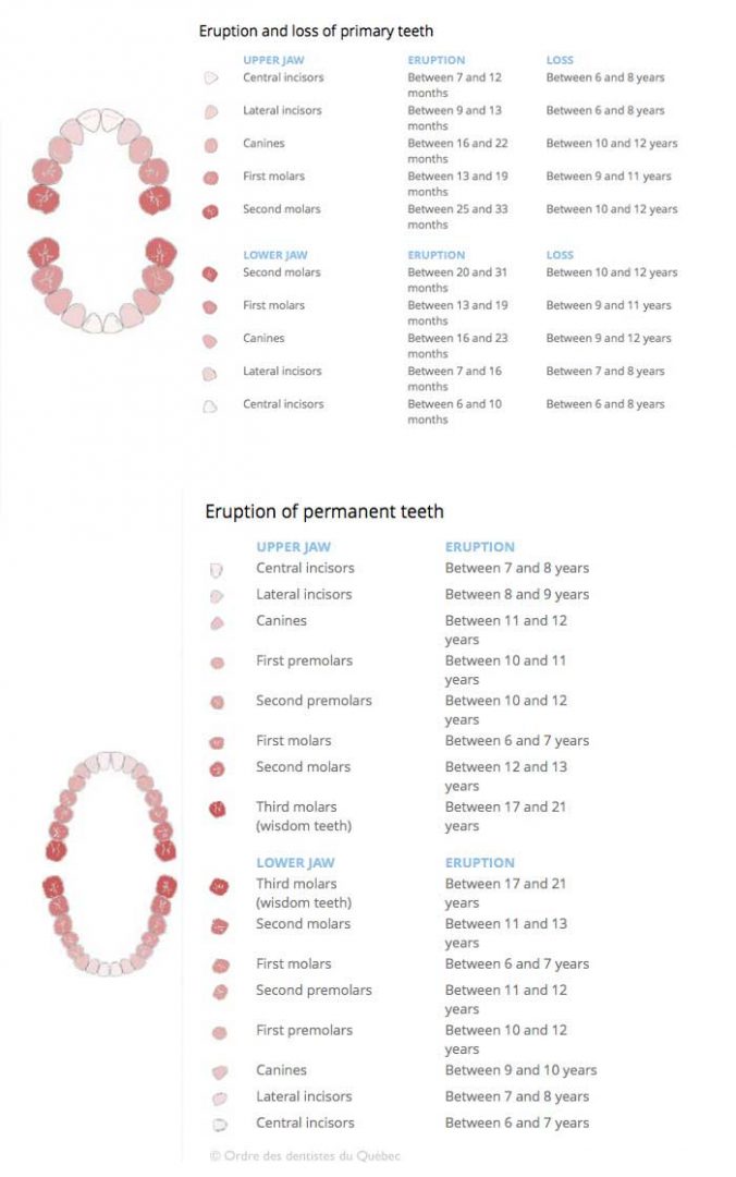 Tooth Exfoliation Chart